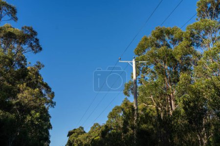 Líneas eléctricas en el monte en Australia. Postes de alimentación un peligro de incendio 