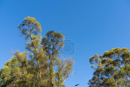 Blick auf ein Buschkronendach aus Gummibäumen mit blauem Himmel 