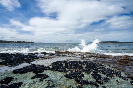 mussel shells growing on rocks while waves break over them and bull kelp growing on rocks in the ocean in australia. Waves moving seaweed over rock and flowing 