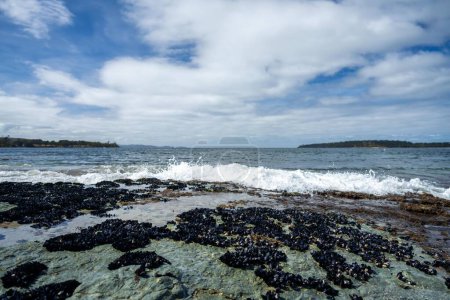 coquilles de moules poussant sur les rochers tandis que les vagues se brisent sur eux et varech poussant sur les rochers dans l'océan en Australie. Vagues se déplaçant algues sur la roche et coulant 