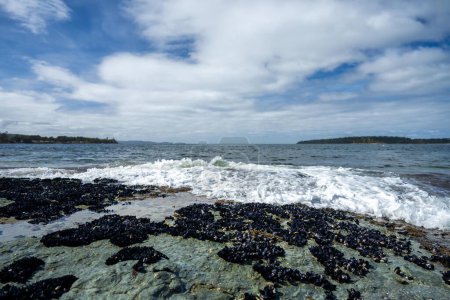 Muschelschalen wachsen auf Felsen, während Wellen über sie brechen und Ochsenkelp auf Felsen im Ozean in Australien wächst. Wellen bewegen Algen über Felsen und fließen 
