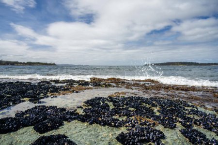 Muschelschalen wachsen auf Felsen, während Wellen über sie brechen und Ochsenkelp auf Felsen im Ozean in Australien wächst. Wellen bewegen Algen über Felsen und fließen 