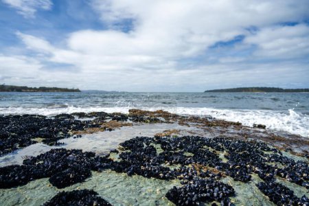 coquilles de moules poussant sur les rochers tandis que les vagues se brisent sur eux et varech poussant sur les rochers dans l'océan en Australie. Vagues se déplaçant algues sur la roche et coulant 