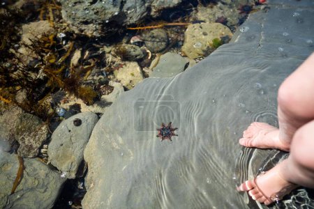 étoiles de mer dans une piscine rocheuse à la plage poussant sur des rochers tandis que les vagues se brisent sur eux et le varech de taureau poussant sur des rochers dans l'océan en Australie. Vagues déplaçant les algues 
