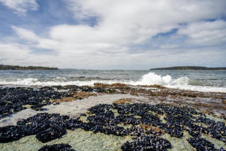 mussel shells growing on rocks while waves break over them and bull kelp growing on rocks in the ocean in australia. Waves moving seaweed over rock and flowing 