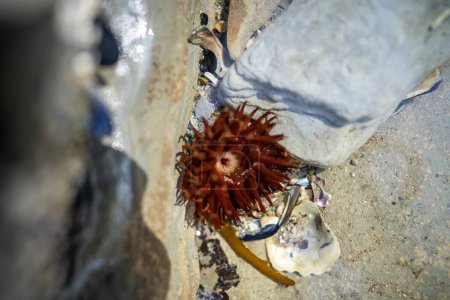 Téléchargez les photos : Anémone de mer dans une piscine de roche sur la plage en Australie - en image libre de droit