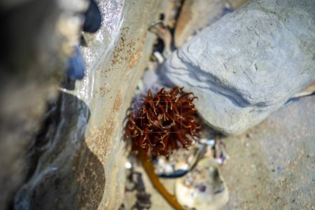 sea anemone in a rock pool on the beach in australia