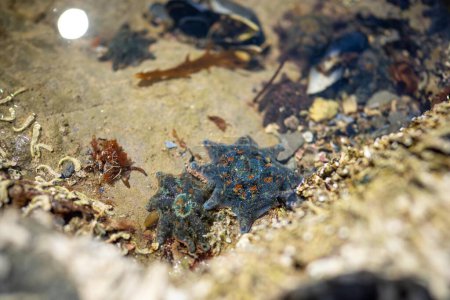 Seestern in einem Felspool am Strand, die auf Felsen wachsen, während Wellen über sie brechen und Ochsenkelp auf Felsen im Ozean in Australien wächst. Wellen bewegen Algen 