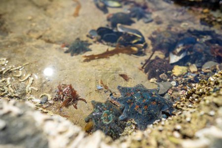 Seestern in einem Felspool am Strand, die auf Felsen wachsen, während Wellen über sie brechen und Ochsenkelp auf Felsen im Ozean in Australien wächst. Wellen bewegen Algen 