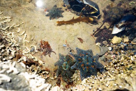 Téléchargez les photos : Étoiles de mer dans une piscine rocheuse à la plage poussant sur des rochers tandis que les vagues se brisent sur eux et le varech de taureau poussant sur des rochers dans l'océan en Australie. Vagues déplaçant les algues - en image libre de droit