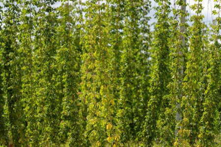 hops crop growing in a field on a farm in australia. beer hops plant harvest for brewing. vines growing up wire cable trellis for fruit and flower 