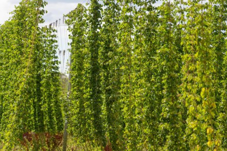 hops crop growing in a field on a farm in australia. beer hops plant harvest for brewing. vines growing up wire cable trellis for fruit and flower 