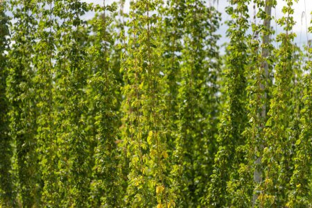 Photo for Hops crop growing in a field on a farm in australia. beer hops plant harvest for brewing. vines growing up wire cable trellis for fruit and flower - Royalty Free Image