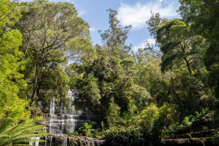 Touristen wandern in einem Nationalpark, machen ein Foto und betrachten einen Wasserfall in einem Wald in Tasmanien Australien