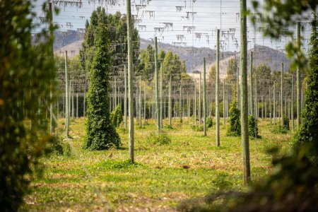 Photo for Hops crop growing in a field on a farm in australia. beer hops plant harvest for brewing. vines growing up wire cable trellis for fruit and flower - Royalty Free Image