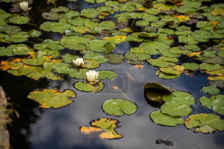 lily pads on a pond in a botanical gardens in tasmania 