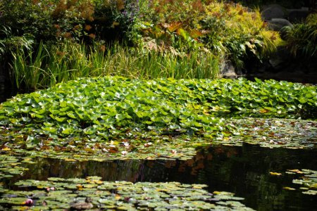 lily pads on a pond in a botanical gardens in tasmania 