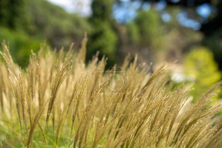 lange einheimische Gräser auf einem regenerativen landwirtschaftlichen Betrieb. Weide auf einer Weide im australischen Busch im Frühling 