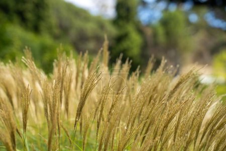longues herbes indigènes sur une ferme agricole régénérative. pâturage dans une prairie dans la brousse en Australie au printemps 