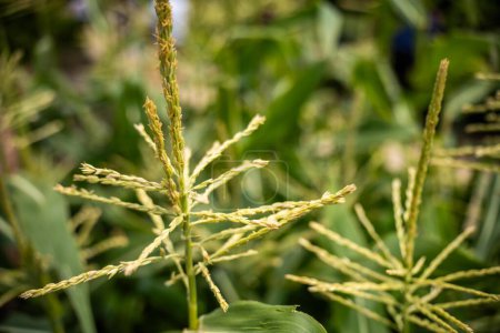 Zuckermais-Pflanze wächst in Summa in einem Garten in Australien