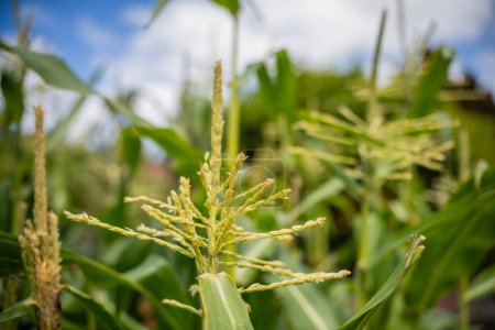 planta de maíz dulce que crece en un jardín en Australia en suma