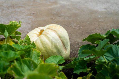 pumpkin plant in vegetable garden