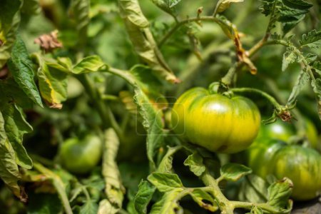 tomate pourpre plante poussant sur une vigne dans un jardin 