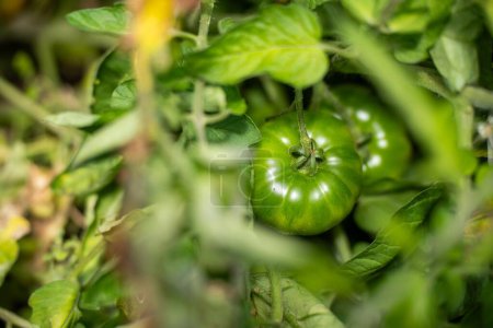 tomate pourpre plante poussant sur une vigne dans un jardin 