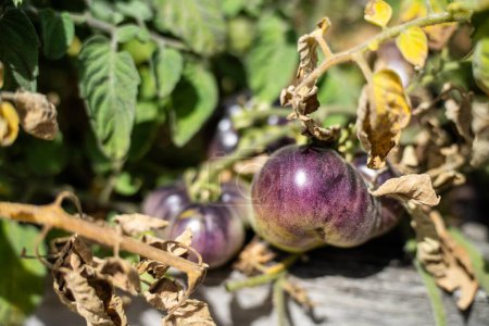 purple tomato plant growing on a vine in a garden