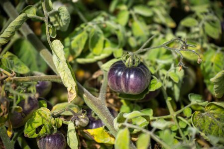 purple tomato plant growing on a vine in a garden