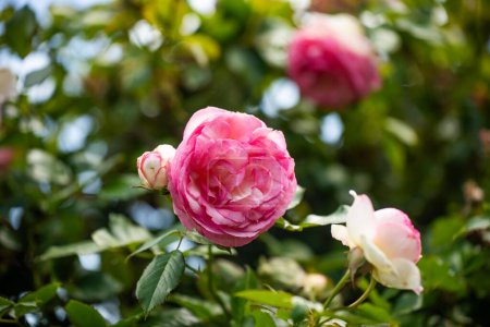 Rosenbogen in einem Garten, durch den Mutter und Kind in Australien gehen