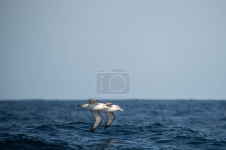 albatros tímidos y otras aves marinas que se alimentan y vuelan sobre el océano en el cabo suroeste en Tasmania 