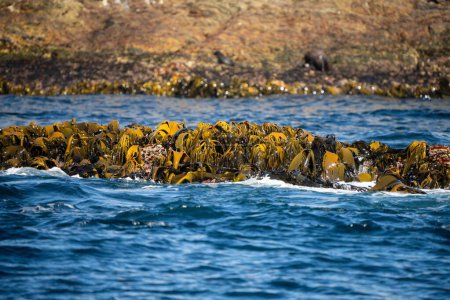 Seaweed and bull kelp growing on rocks in the ocean in australia. Waves moving seaweed over rock and flowing with the tide in Japan. Seaweed farm in australia