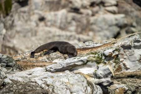 foca de piel y focas nadando y sentado en una roca en un parque nacional en Australia 