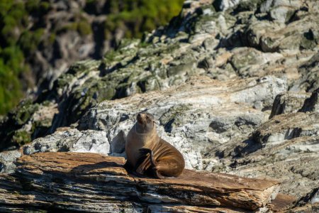 Robben und Robben schwimmen und sitzen auf einem Felsen in einem australischen Nationalpark 