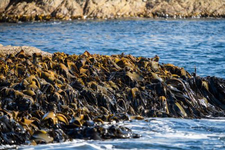 Seaweed and bull kelp growing on rocks in the ocean in australia. Waves moving seaweed over rock and flowing with the tide in Japan. Seaweed farm