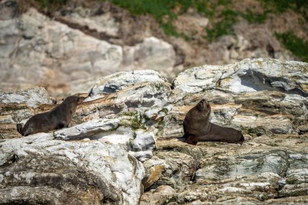 otaries à fourrure et phoques nageant et assis sur un rocher dans un parc national en Australie 