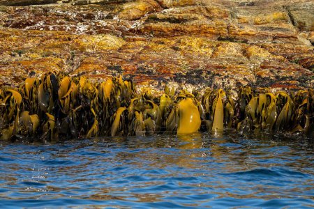 Seaweed and bull kelp growing on rocks in the ocean in australia. Waves moving seaweed over rock and flowing with the tide in Japan. Seaweed farm in australia