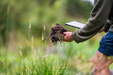 agriculteur recueillant des échantillons de sol dans un tube à essai dans un champ. L'agronome vérifie le carbone du sol et la santé végétale