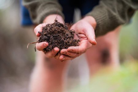 Photo for Agricultural farmer Holding soil in a hand, feeling compost in a field in Tasmania Australia. soil scientist in australia - Royalty Free Image
