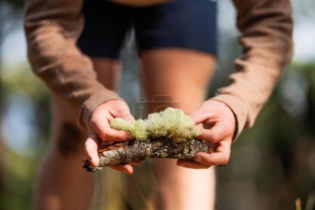 Lignin und Moos wachsen auf einem Baum im Wald im australischen Busch. Studentin erforscht Pilz und Pilzverwesung im australischen Busch