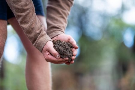 Universitätsstudent, der zur Waldgesundheit forscht. Landwirt sammelt Bodenproben in einem Reagenzglas auf einem Feld. Agronom überprüft Bodenkohlenstoff und Pflanzengesundheit auf einem Bauernhof in Australien