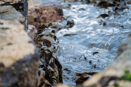 varech de taureau poussant sur les rochers vague et houle dans l'océan en tasmanie australie