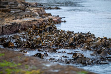 bull kelp growing on the rocks wave and swell in the ocean in tasmania australia
