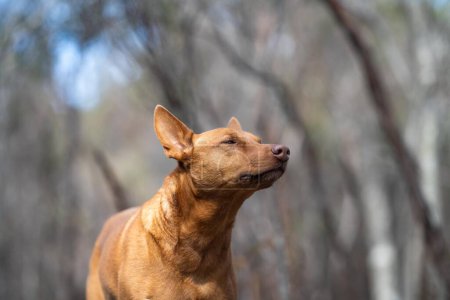 Kelpie-Hund im australischen Busch in einem Park