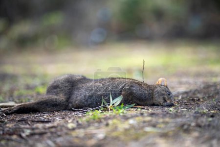 wallaby dead on the raod as roadkill in australia in summer