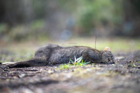 Wallaby tot auf der Straße als Roadkill in Australien im Sommer