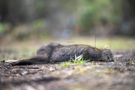 wallaby dead on the raod as roadkill in australia in summer