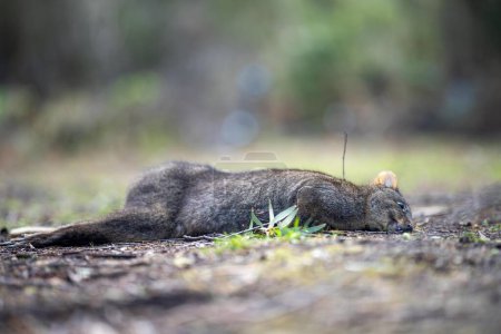 wallaby mort sur le raod comme roadkill en Australie en été