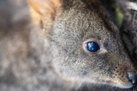 Wallaby im Busch aus nächster Nähe in Australien